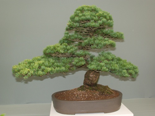 Beautiful green plant bonsai Stock Photo 14