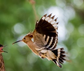Beautiful hoopoe bird Stock Photo 01