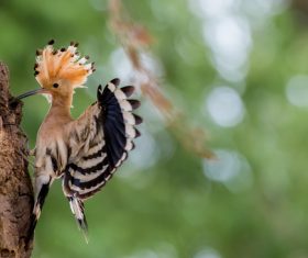 Beautiful hoopoe bird Stock Photo 02