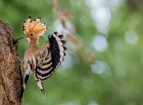Beautiful hoopoe bird Stock Photo 02