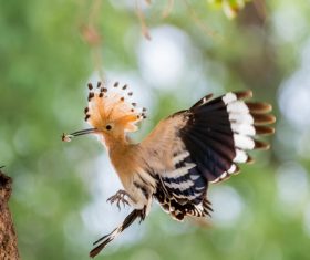 Beautiful hoopoe bird Stock Photo 03