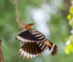 Beautiful hoopoe bird Stock Photo 04