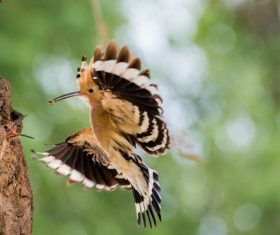 Beautiful hoopoe bird Stock Photo 05