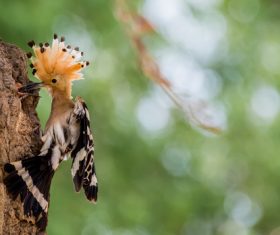 Beautiful hoopoe bird Stock Photo 06