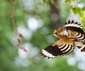 Beautiful hoopoe bird Stock Photo 07