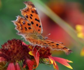 Beautiful spotted butterfly Stock Photo 08