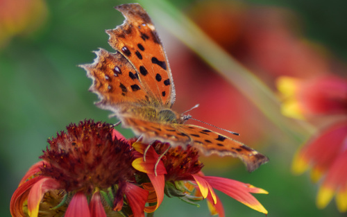 Beautiful spotted butterfly Stock Photo 08
