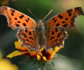 Beautiful spotted butterfly Stock Photo 09