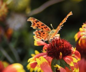 Beautiful spotted butterfly Stock Photo 10