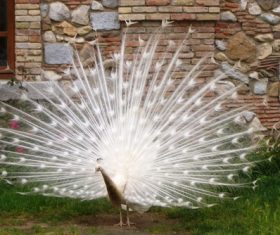Beautiful white peacock Stock Photo 01