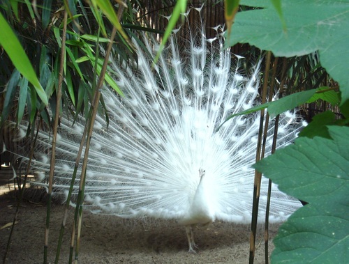 Beautiful white peacock Stock Photo 02