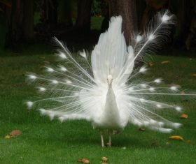 Beautiful white peacock Stock Photo 03