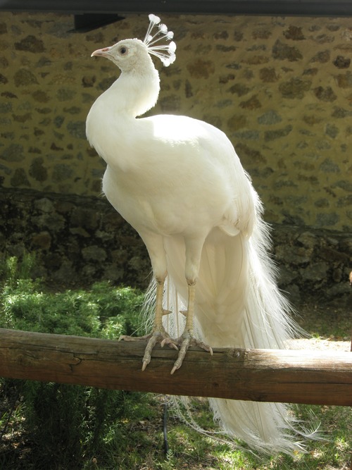 Beautiful white peacock Stock Photo 04