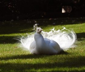 Beautiful white peacock Stock Photo 05