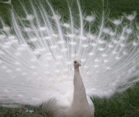 Beautiful white peacock Stock Photo 06