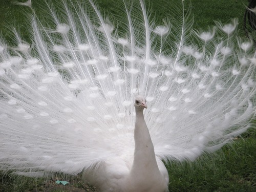 Beautiful white peacock Stock Photo 06