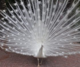Beautiful white peacock Stock Photo 07