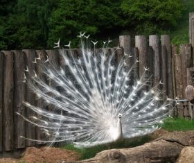 Beautiful white peacock Stock Photo 08