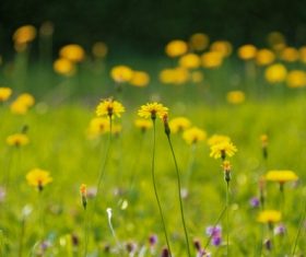 Beautiful yellow small wildflowers in the wild Stock Photo