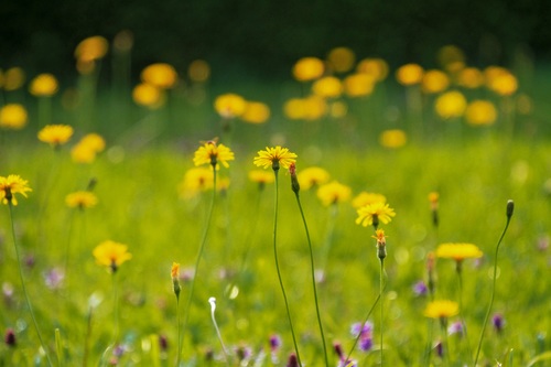 Beautiful yellow small wildflowers in the wild Stock Photo