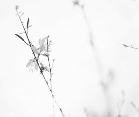 Black and white elegant flower background Stock Photo