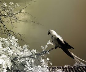 Black and white landscape photography Stock Photo 01