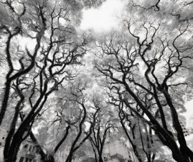 Black and white landscape photography Stock Photo 09