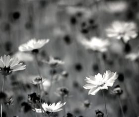 Black and white landscape photography Stock Photo 11