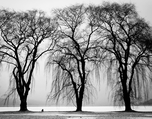 Black and white trees Stock Photo
