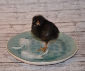 Black chick Stock Photo