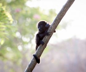 Black monkeys on trees Stock Photo 01