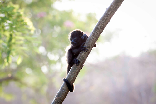 Black monkeys on trees Stock Photo 01