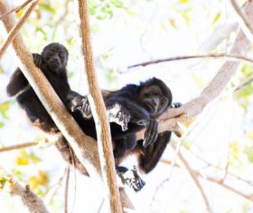 Black monkeys on trees Stock Photo 02