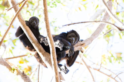 Black monkeys on trees Stock Photo 02