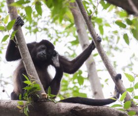 Black monkeys on trees Stock Photo 03