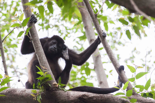 Black monkeys on trees Stock Photo 03
