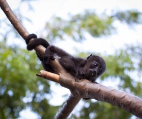 Black monkeys on trees Stock Photo 04