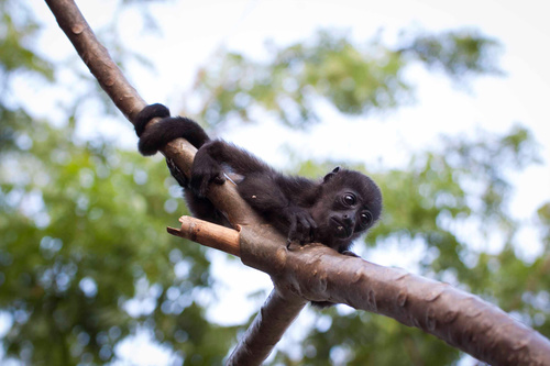 Black monkeys on trees Stock Photo 04