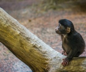 Black monkeys on trees Stock Photo 05