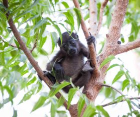 Black monkeys on trees Stock Photo 06