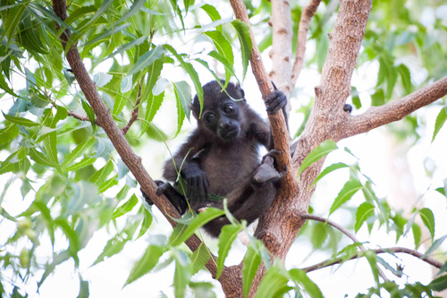 Black monkeys on trees Stock Photo 06