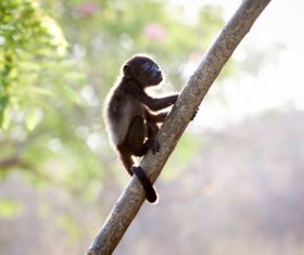 Black monkeys on trees Stock Photo 07