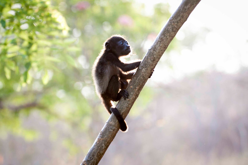Black monkeys on trees Stock Photo 07