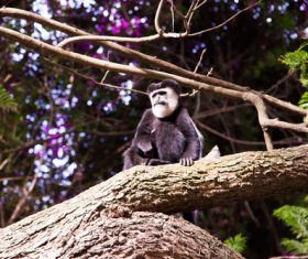 Black monkeys on trees Stock Photo 08