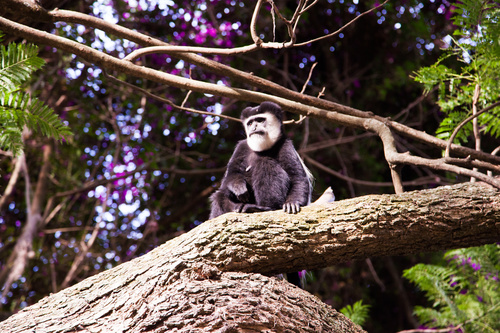 Black monkeys on trees Stock Photo 08