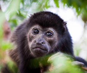 Black monkeys on trees Stock Photo 09