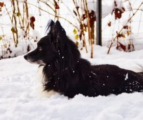 Black pet dog in the snow Stock Photo