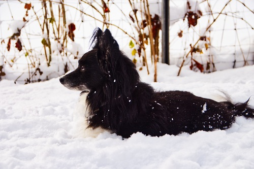 Black pet dog in the snow Stock Photo