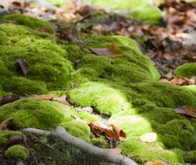 Bryophyte Stock Photo 01