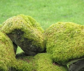 Bryophyte Stock Photo 02